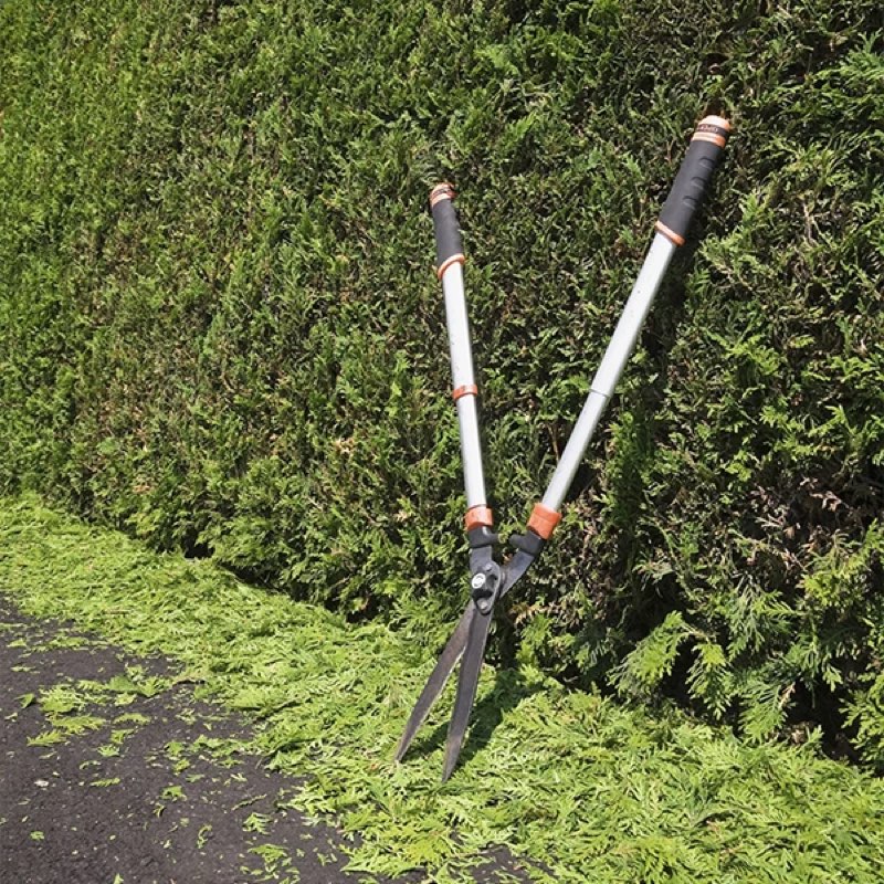 Taille de haie en Morbihan