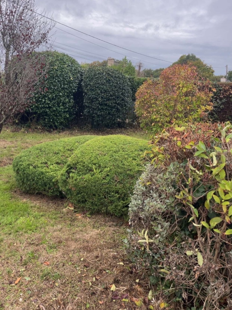 Grands arbustes taillés en dômes arrondis et arbustes bas taillés en coussins dans un jardin du Hézo, en automne