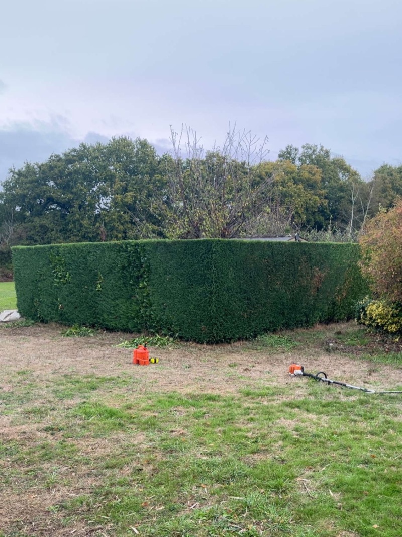 Grande haie de conifères taillée au cordeau dans un jardin du Hézo, taille-haie sur perche posé sur la pelouse